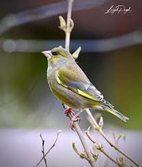 Attēlu rezultāti vaicājumam “Chloris chloris female”