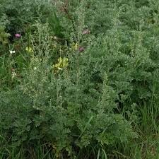Image result for Artemisia absinthium
