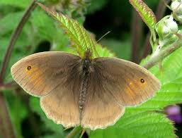 Attēlu rezultāti vaicājumam “Maniola jurtina male”