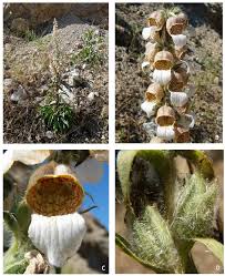 Image result for Digitalis lanata