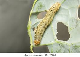 Attēlu rezultāti vaicājumam “Mamestra brassicae pupa”