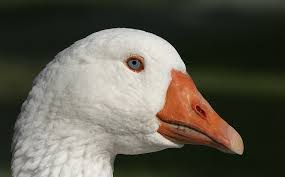 Attēlu rezultāti vaicājumam “Anser anser”