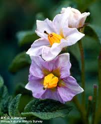 Attēlu rezultāti vaicājumam “Solanum tuberosum flower”