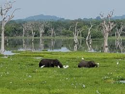 Image result for Яла заповедник