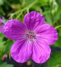 Attēlu rezultāti vaicājumam “Geranium palustre flower”