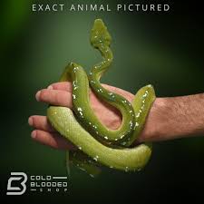 Attēlu rezultāti vaicājumam “Pseudepidalea viridis adult”