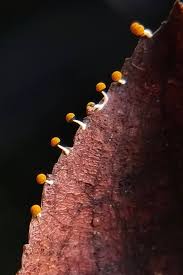 Attēlu rezultāti vaicājumam “Physarum murinum”