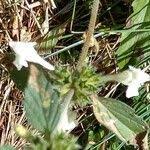 Image result for Galeopsis segetum