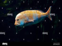 Image result for Chrysoblephus cristiceps