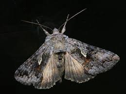 Attēlu rezultāti vaicājumam “Syngrapha interrogationis”