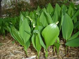 Attēlu rezultāti vaicājumam “Convallaria majalis leaf”