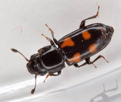 Attēlu rezultāti vaicājumam “Glischrochilus quadripunctatus imago”