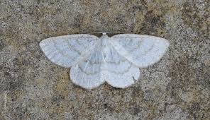 Attēlu rezultāti vaicājumam “Cabera exanthemata male”