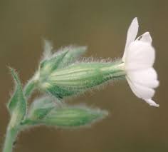 Attēlu rezultāti vaicājumam “Silene tatarica bud”