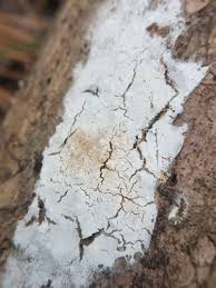 Attēlu rezultāti vaicājumam “Byssocorticium atrovirens”