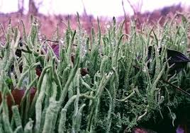 Attēlu rezultāti vaicājumam “Cladonia coniocraea”