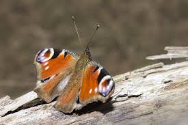 Attēlu rezultāti vaicājumam “Inachis io”