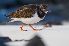 Attēlu rezultāti vaicājumam “Arenaria interpres adult”