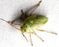 Attēlu rezultāti vaicājumam “Lygus nymph nymph”