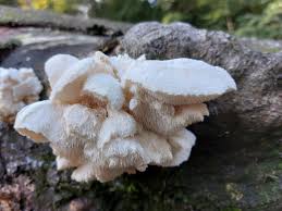 Attēlu rezultāti vaicājumam “Hericium cirrhatum”