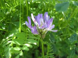 Attēlu rezultāti vaicājumam “Astragalus danicus”