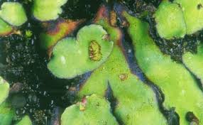 Attēlu rezultāti vaicājumam “Marchantiopsida”