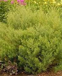 Image result for Artemisia dracunculus