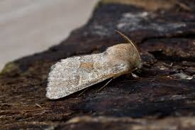 Attēlu rezultāti vaicājumam “Orthosia miniosa”