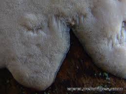 Attēlu rezultāti vaicājumam “Physisporinus vitreus”