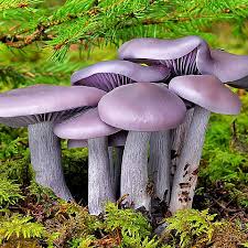 Attēlu rezultāti vaicājumam “Lepista nuda”