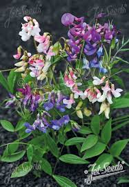 Attēlu rezultāti vaicājumam “Lathyrus vernus flower”