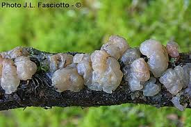 Attēlu rezultāti vaicājumam “Myxarium nucleatum”