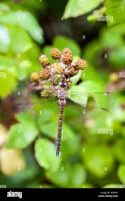 Attēlu rezultāti vaicājumam “Aeshna mixta female”
