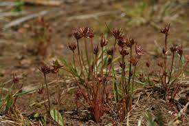 Attēlu rezultāti vaicājumam “Juncus capitatus”