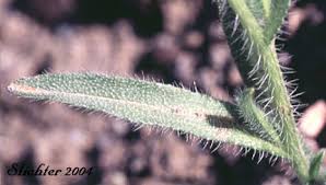 Attēlu rezultāti vaicājumam “Trichia ambigua stalked”