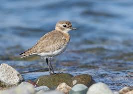 Image result for Charadrius mongolus