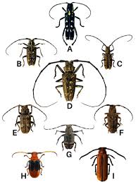 Attēlu rezultāti vaicājumam “Cerambycidae”