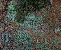 Attēlu rezultāti vaicājumam “Pellia”