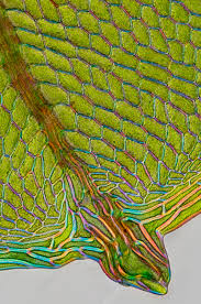Attēlu rezultāti vaicājumam “Cinclidium stygium”