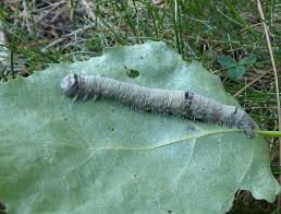 Attēlu rezultāti vaicājumam “Catocala fraxini”