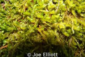 Attēlu rezultāti vaicājumam “Antitrichia curtipendula sporophyte”