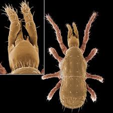 Attēlu rezultāti vaicājumam “Mesostigmata”