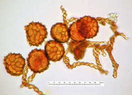 Attēlu rezultāti vaicājumam “Fossombronia foveolata sporophyte”