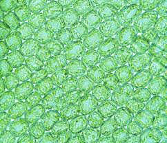 Attēlu rezultāti vaicājumam “Cinclidotus danubicus cells”