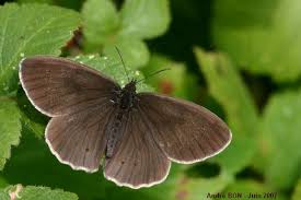 Attēlu rezultāti vaicājumam “Aphantopus hyperantus”