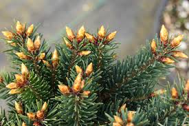 Attēlu rezultāti vaicājumam “Pseudotsuga menziesii”