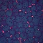 Attēlu rezultāti vaicājumam “Physarum straminipes plasmodium”