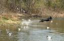 Training approach to teaching bird dogs, gun dogs, Retrievers ...
