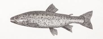 Image result for Salmo dentex