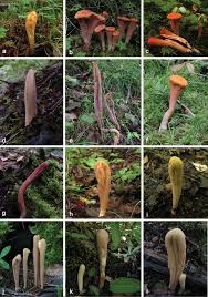 Attēlu rezultāti vaicājumam “Clavariadelphus ligula”